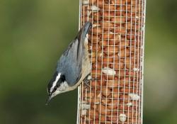 RBNuthatch