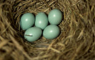 Bluebird Eggs